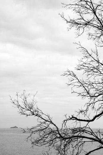 Branching Out - BW