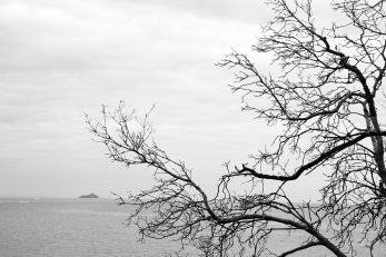 Branching Out - Landscape BW