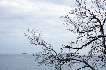 Branching Out - Landscape