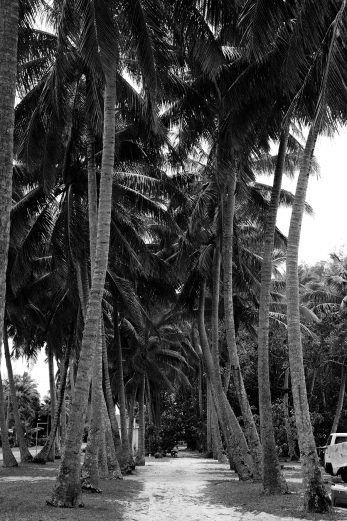 Coconut Lane - BW