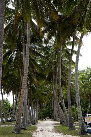 Coconut Lane
