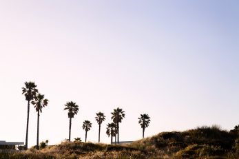 Family Tree - Landscape