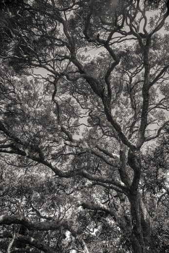 Grandfather Tree