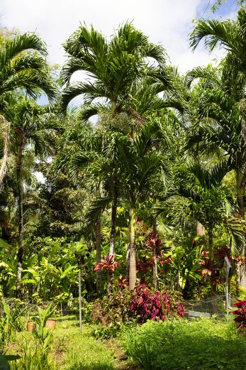 Jungle Beauty