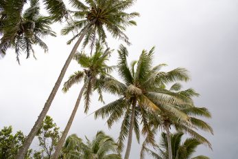 Palm Party - Landscape