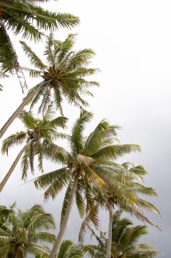 Palm Party
