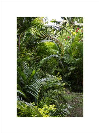 Alternative view of Secret Path / She is Succulent