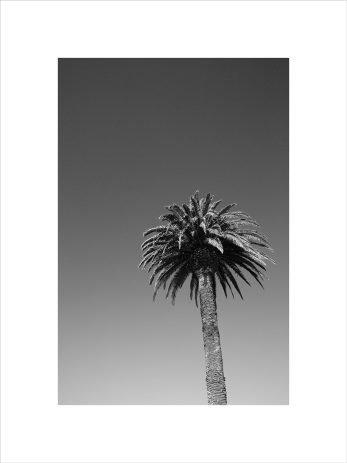 Alternative view of Summer Palm + Where We Always Go