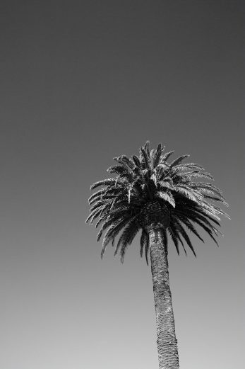 Summer Palm - BW