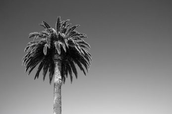 Summer Palm - BW Landscape