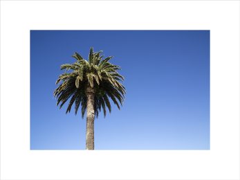 Alternative view of Summer Palm + Sea Air