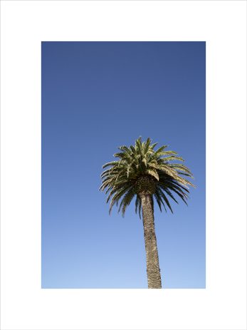 Alternative view of Summer Palm + This Way To Summer