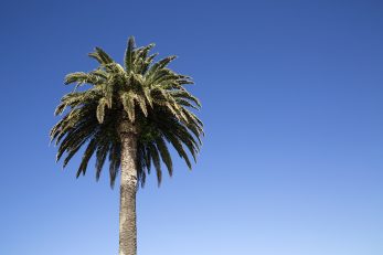 Summer Palm - Landscape