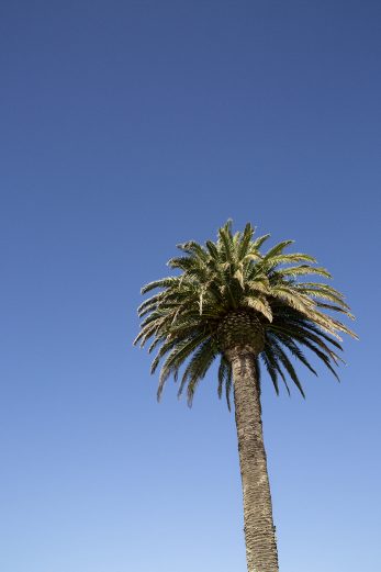 Summer Palm