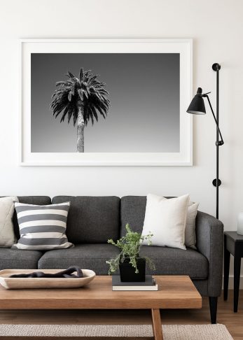 Alternative view of Summer Palm - BW Landscape