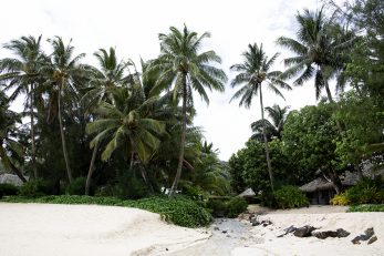 Palm Creek - Landscape