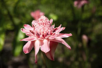 Pink Blush
