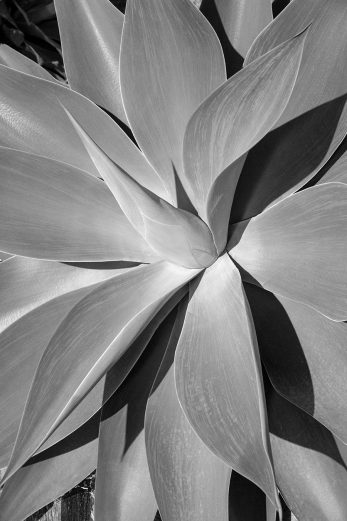 She Is Succulent - BW