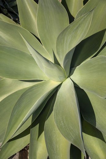 She Is Succulent
