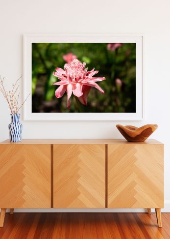 Alternative view of Pink Blush