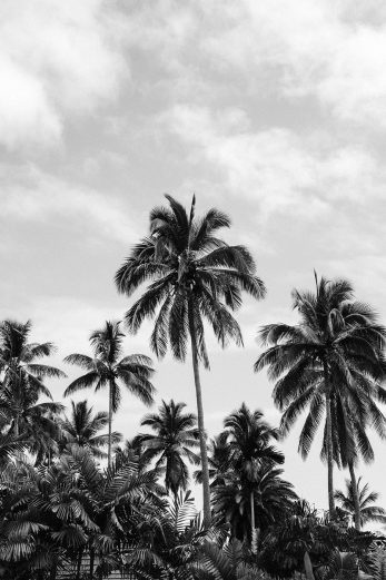 Among The Palms