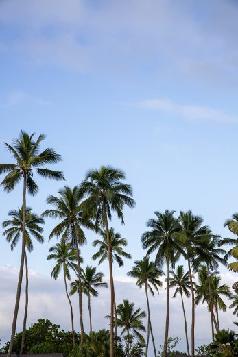 Coastal Palms