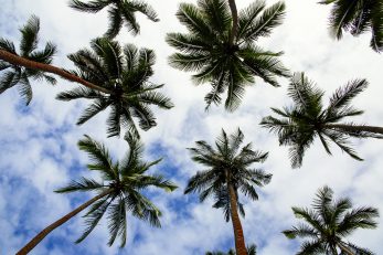 Island Canopy