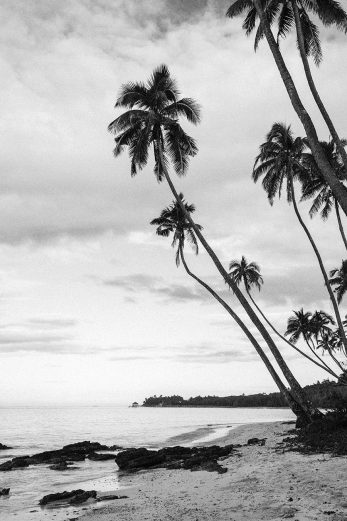 Maui Palms