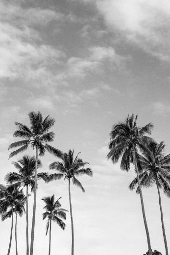 Palm Breeze_BW
