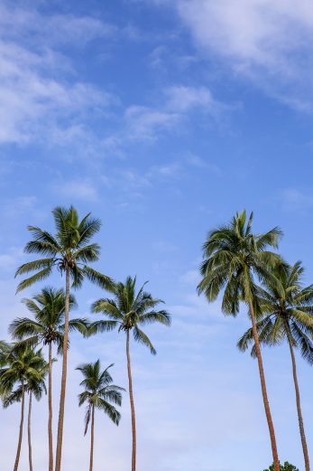 Palm Breeze