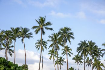 Palm Resort