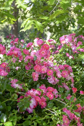 Pink Blossom