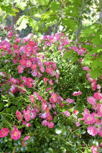 Secret Garden