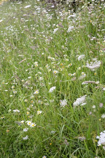 Wild Daisy