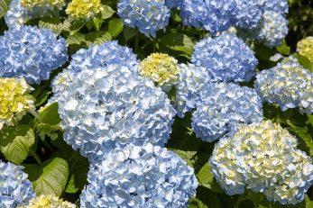 Baby Blue - Landscape