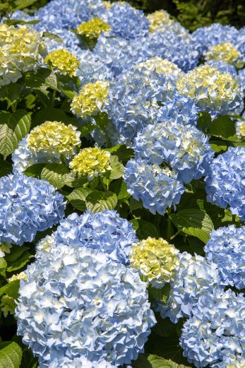 Baby Blue