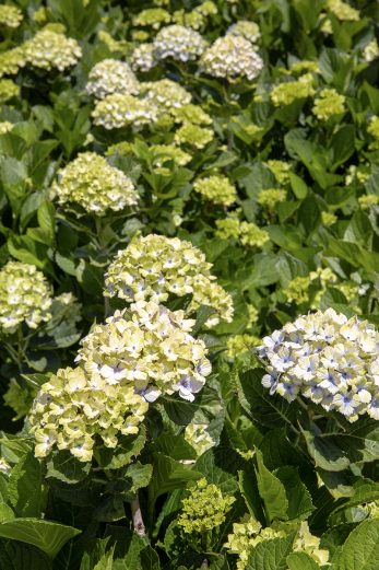 Blooming Together
