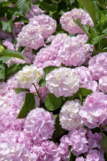 Blush Bouquet