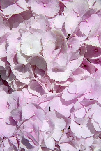 Candy Floss Bloom