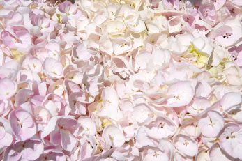 Floral Confetti