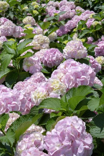 Garden Party