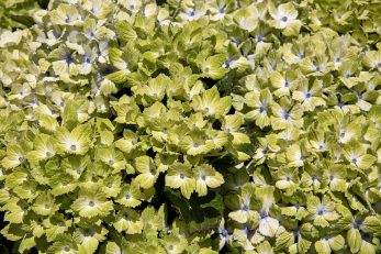 Green Tea Bloom