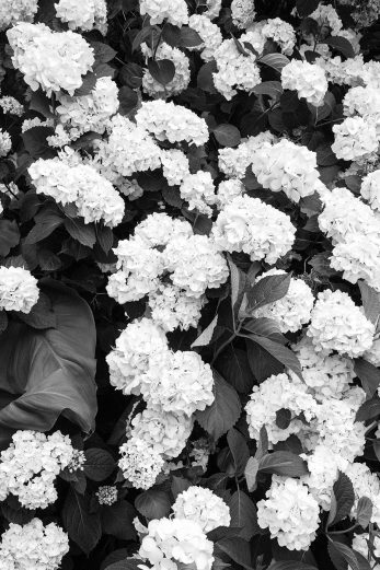 Petal Noir