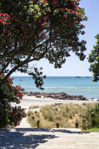 Pōhutukawa