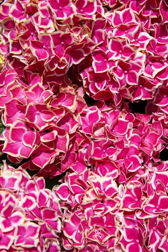 Raspberry Kiss