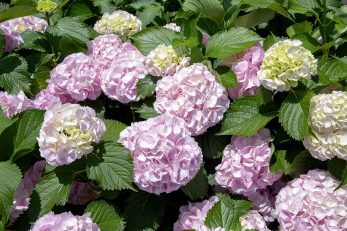 Summer Bloom