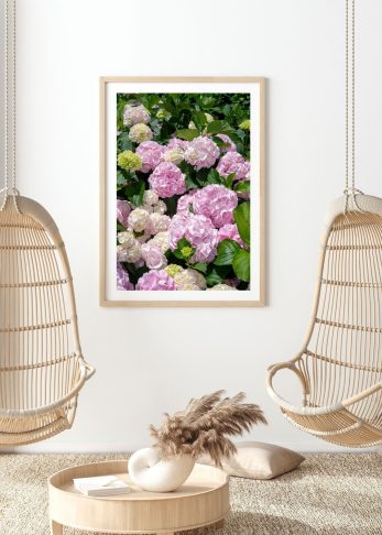 Alternative view of Tickled Pink