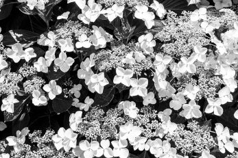 White Whisper